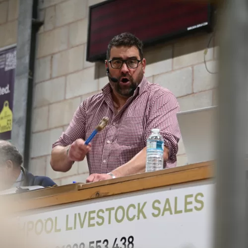 Auctioneer