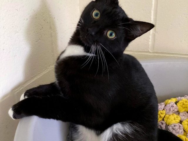 Black tuxedo cat at Eden Animal Rescue