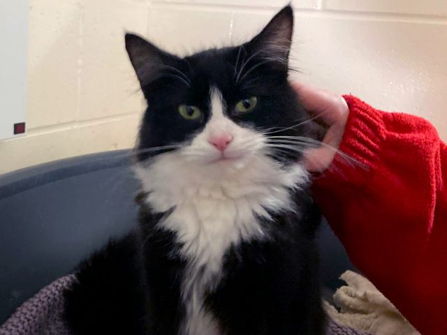 Black tuxedo cat at Eden Animal Rescue Centre, getting a pet.