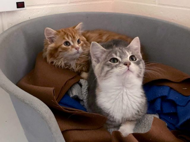 Two kittens, one ginger and one light grey with a white chest, at Eden Animal Rescue Centre in Penrith.