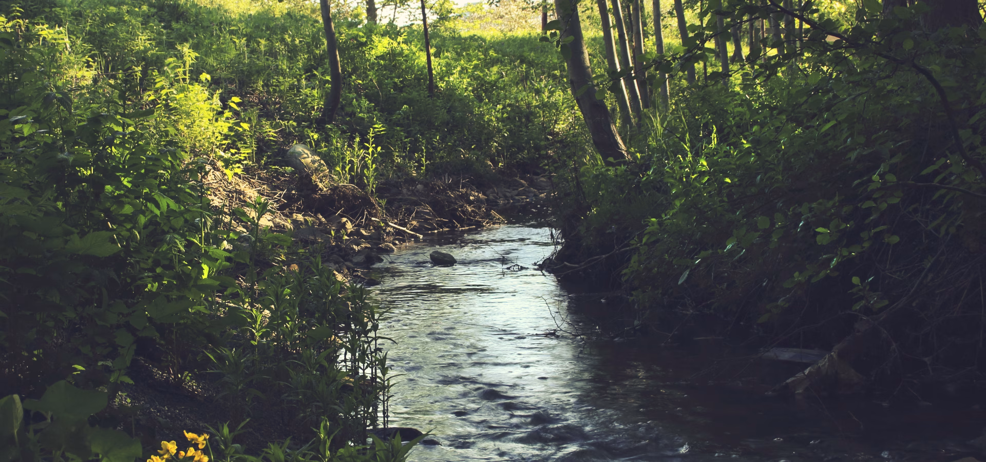 Forest with water stream