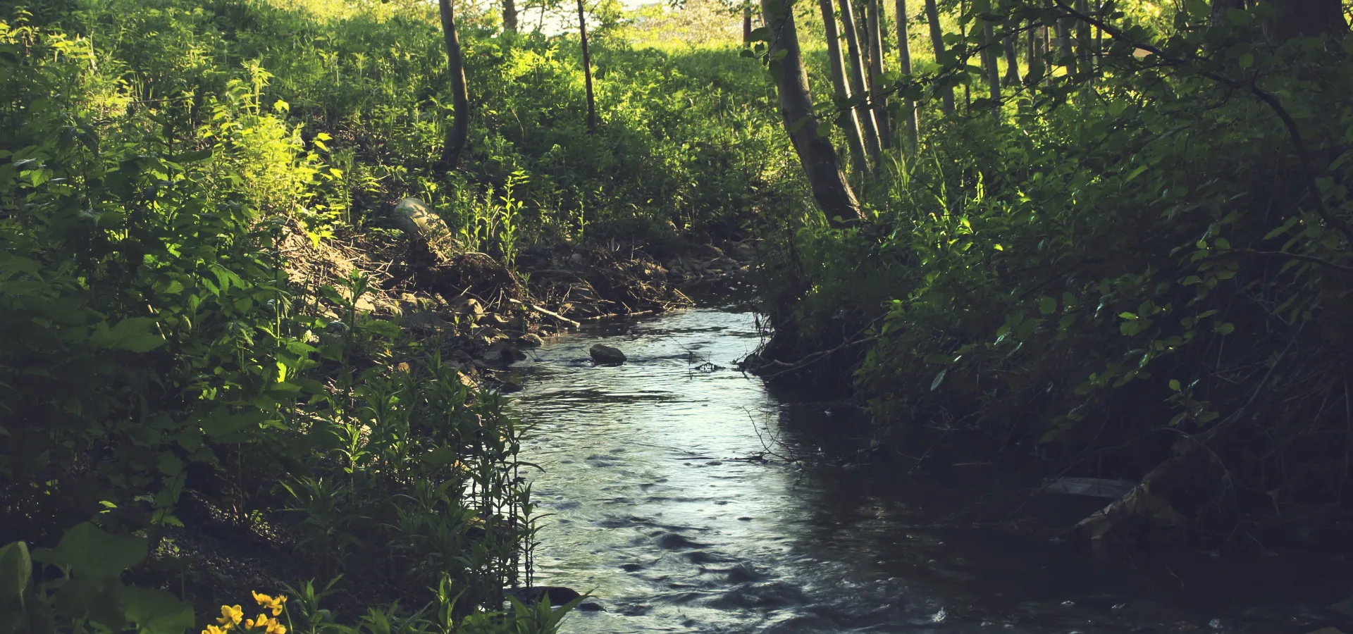 Forest with water stream