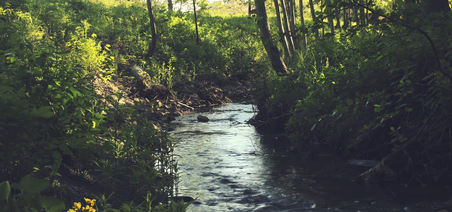 Forest with water stream